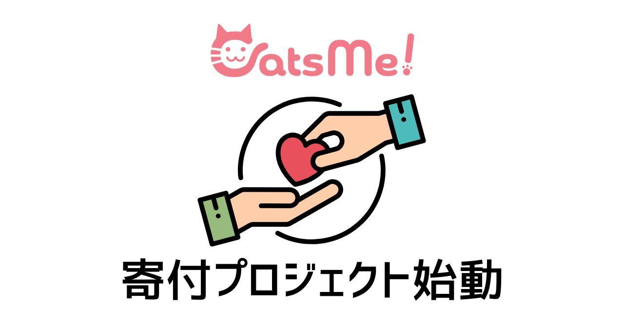 一緒に過ごす保護猫たち